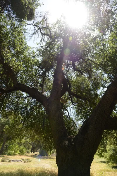 DSC_1651 (Large).JPG